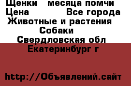 Щенки 4 месяца-помчи › Цена ­ 5 000 - Все города Животные и растения » Собаки   . Свердловская обл.,Екатеринбург г.